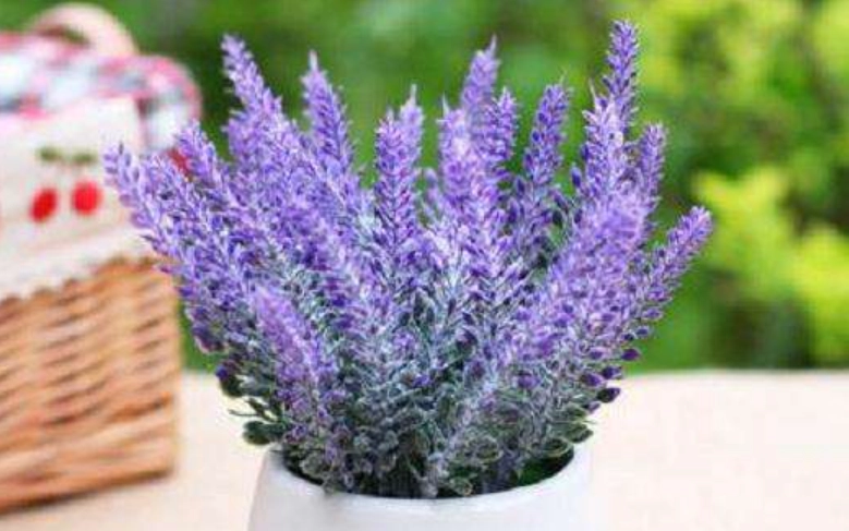 盆栽薰衣草照顧