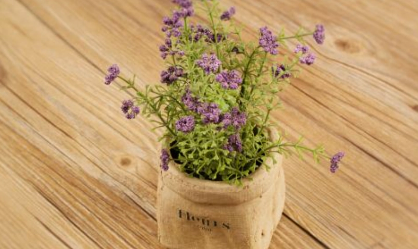 薰衣草盆栽种植
