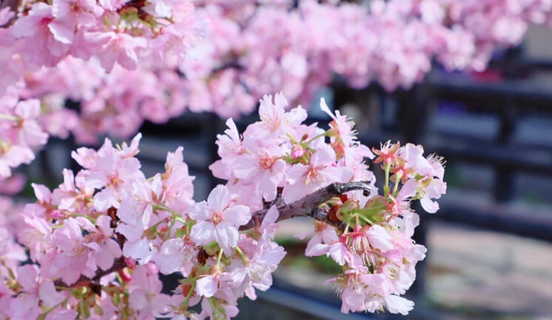 新竹櫻花景點