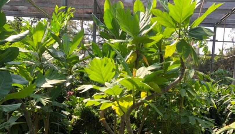 麵包樹修剪時間 麵包樹修剪時間