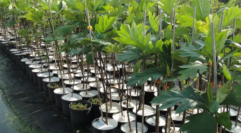 麵包樹修剪方法 麵包樹修剪方法