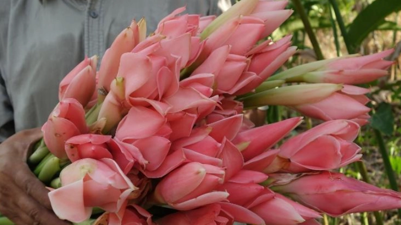 台灣火炬薑餐廳