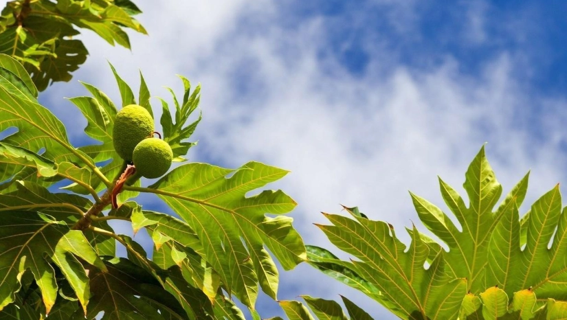 麵包樹修剪方法 麵包樹修剪方法