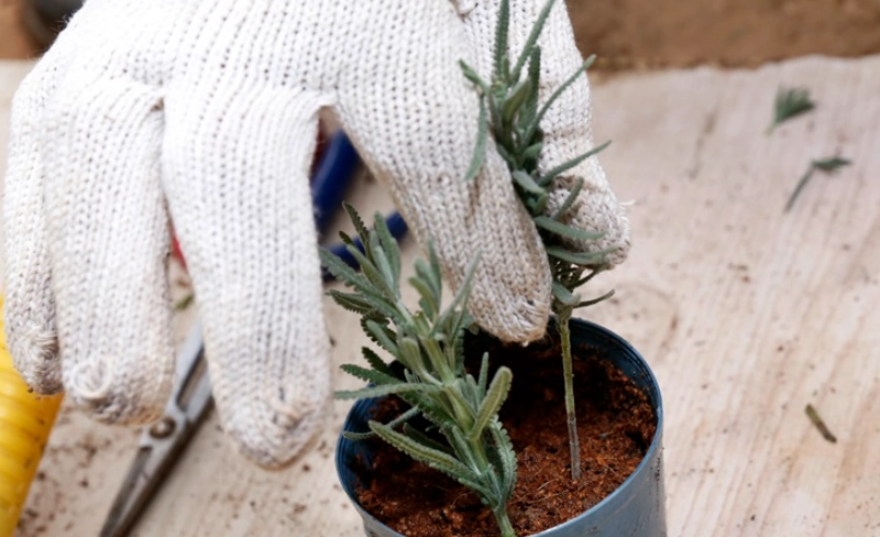 盆栽薰衣草照顧