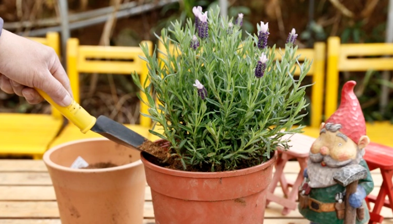 盆栽薰衣草照顧