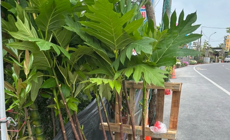 麵包樹修剪方法 麵包樹修剪方法