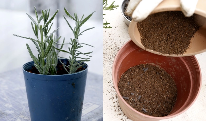 室內薰衣草種植