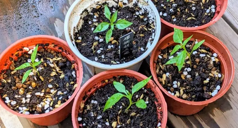 朝天椒發芽方法