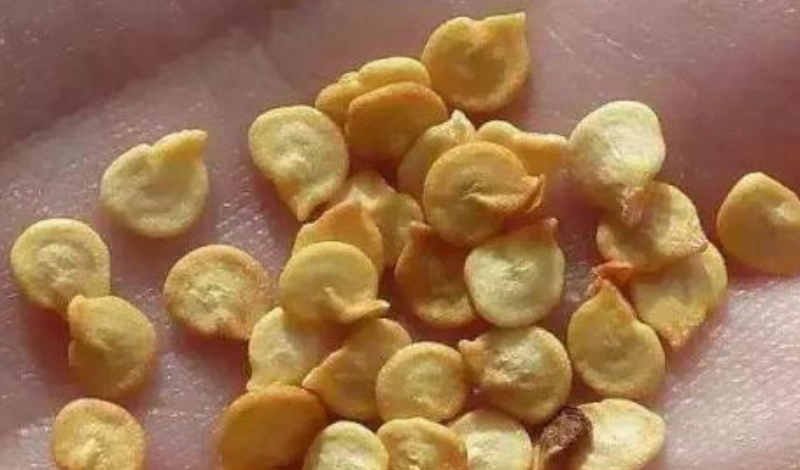 朝天椒種植方法