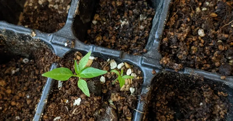 朝天椒辣度控制