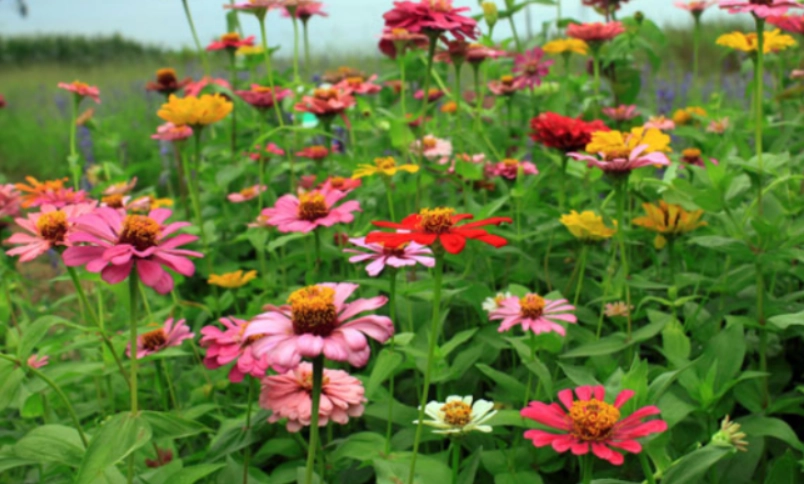百日草種植