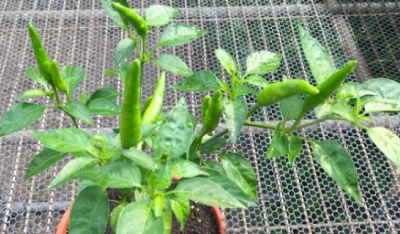 朝天椒種子購買