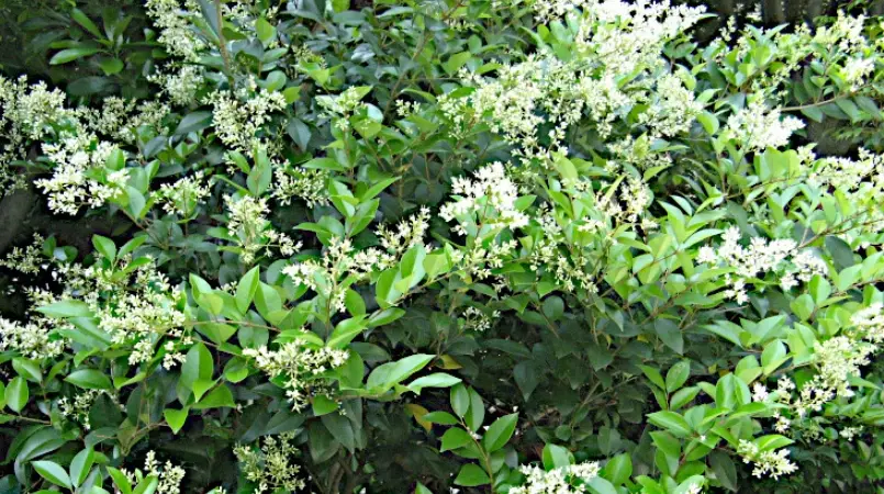 日本女貞對寵物有害