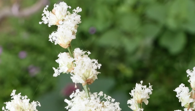 大葉錦竹草 開花