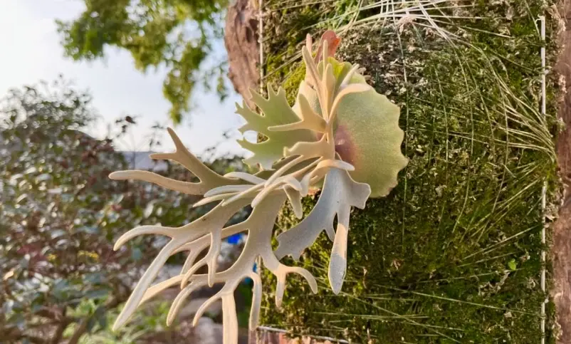 稀有鹿角蕨品種