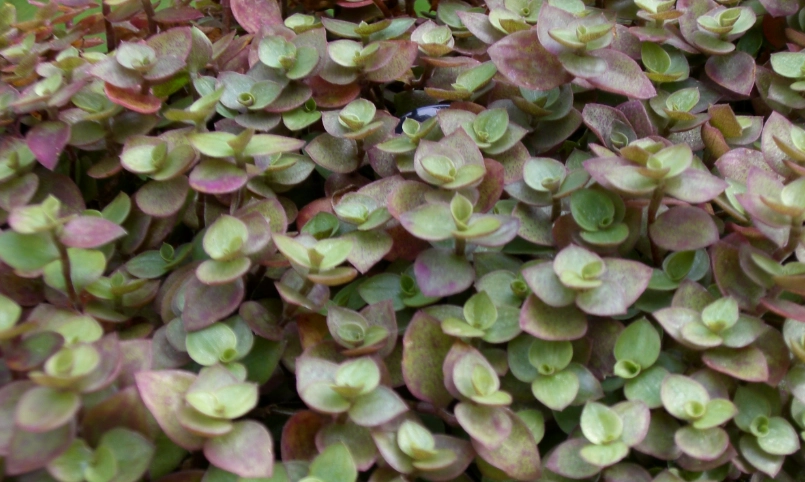 鋪地錦竹草紫色照顧全指南：避免常見錯誤，打造鮮豔紫色地毯