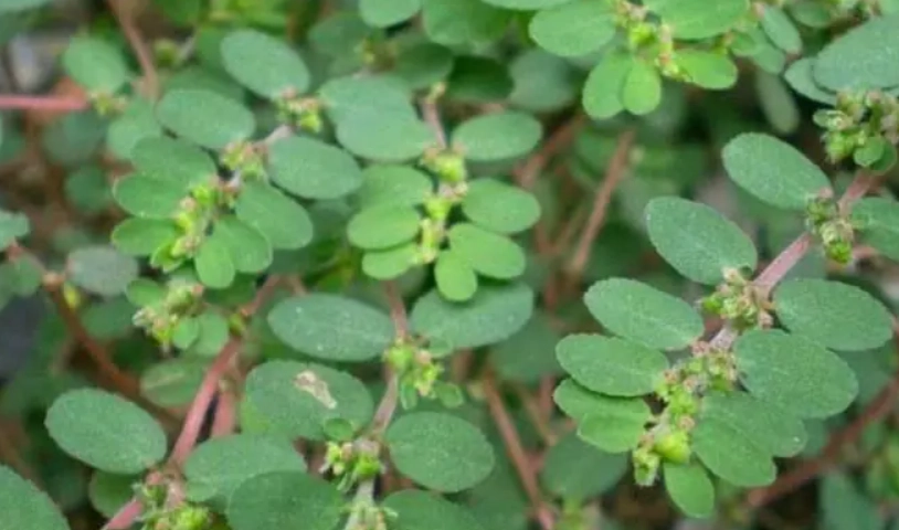 地錦草安全使用