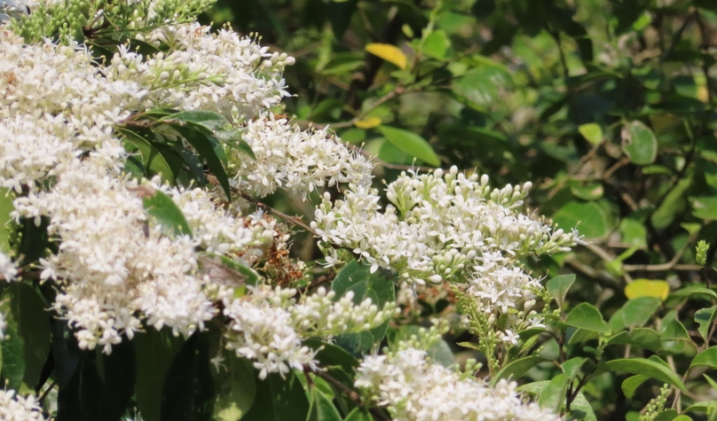 日本女貞種植注意事項