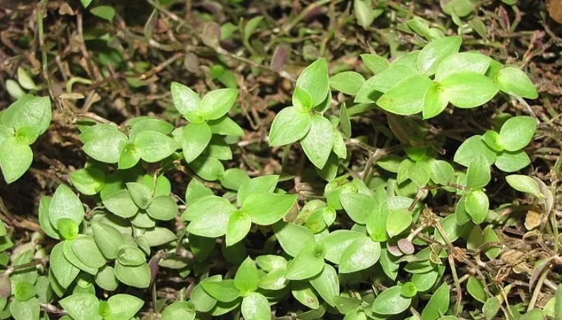 鋪地錦竹草照顧