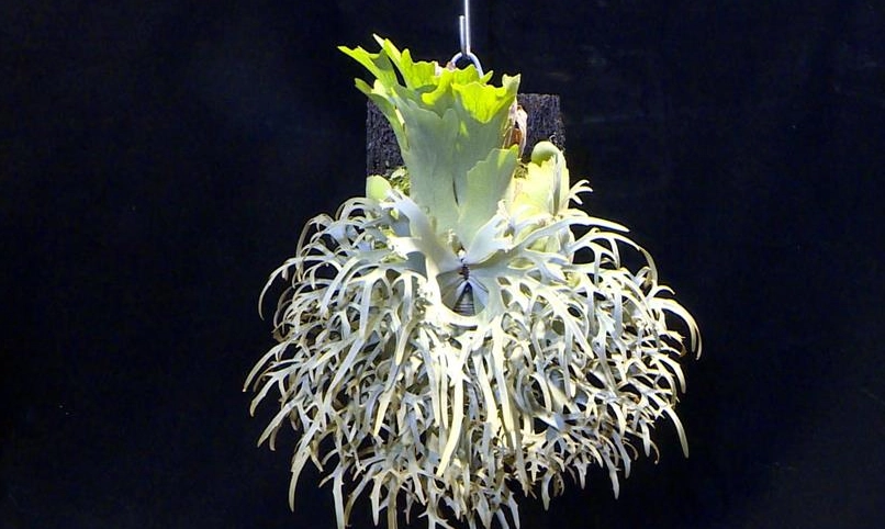 稀有鹿角蕨品種