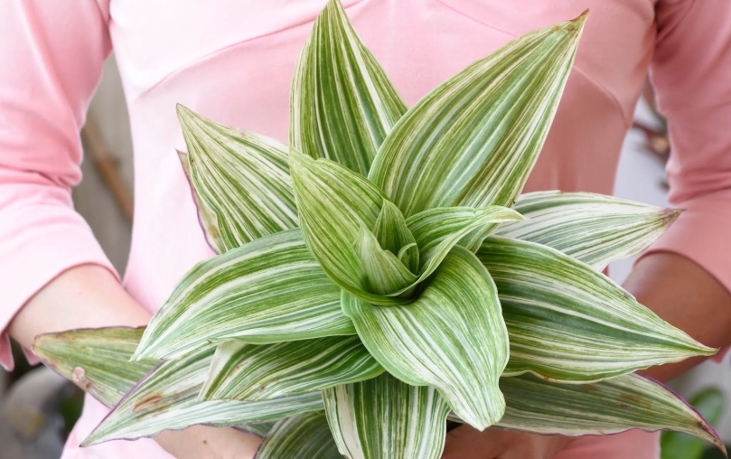 室內植物淨化空氣