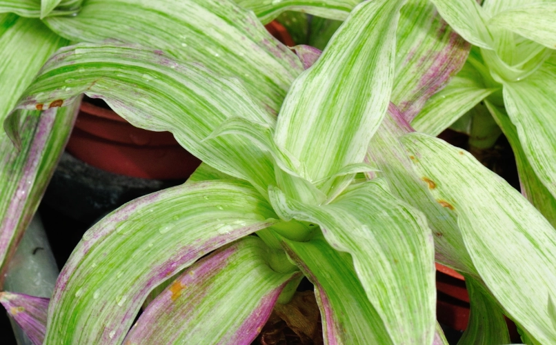 大葉錦竹草養護