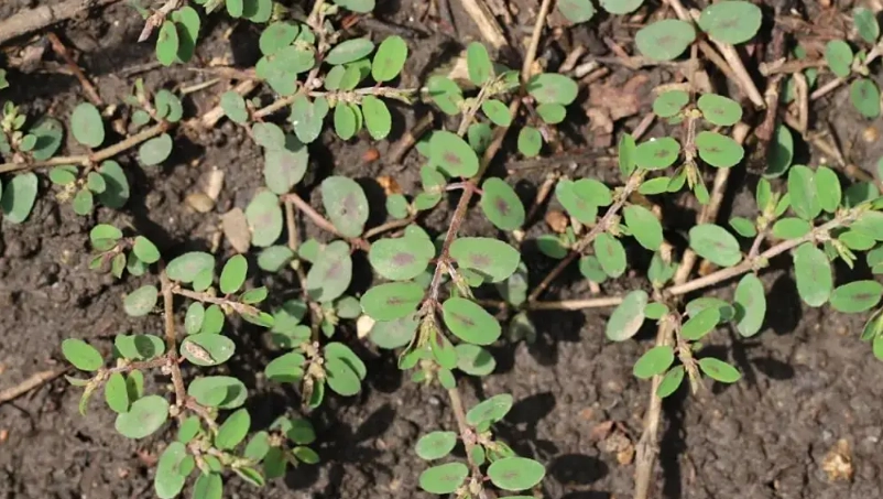 地錦草安全使用