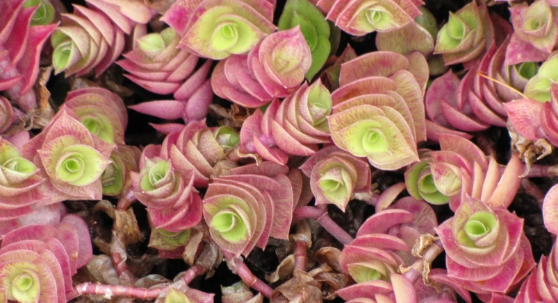 鋪地錦竹草病虫害防治