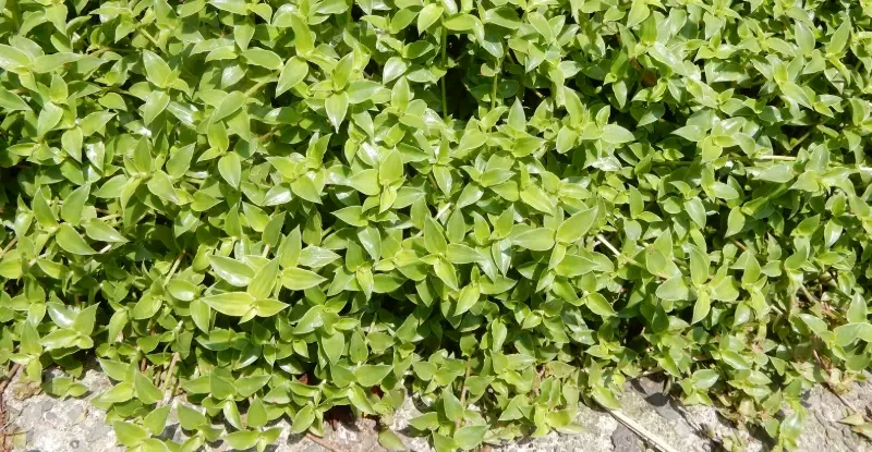 鋪地錦竹草病害