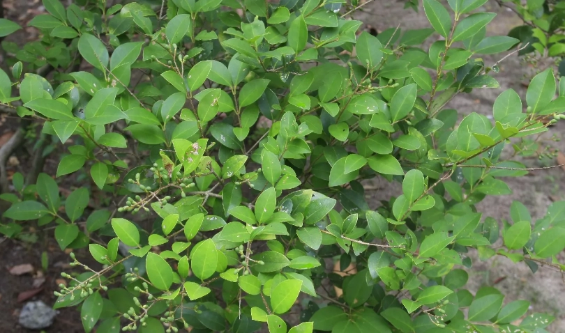 日本女貞對寵物有害