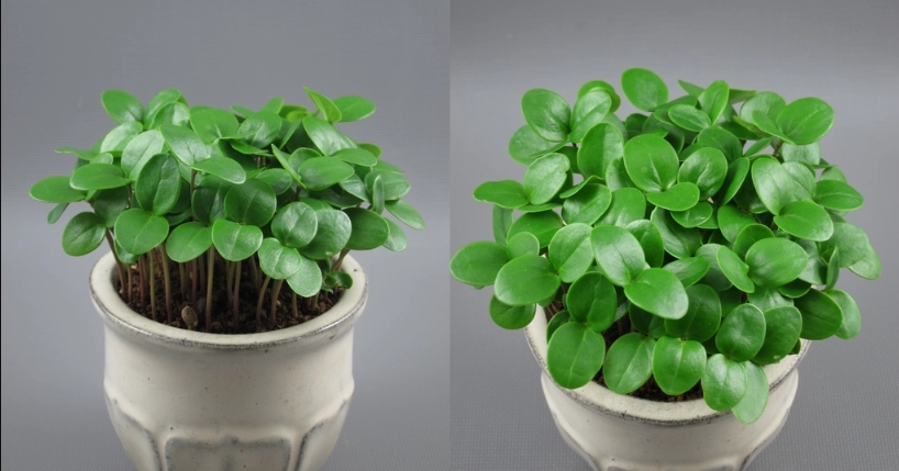 日本女貞盆栽照顧