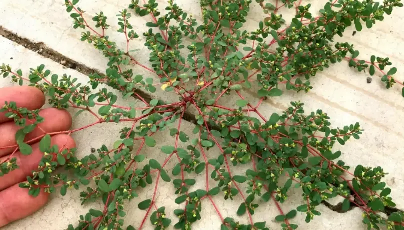 地錦草安全使用