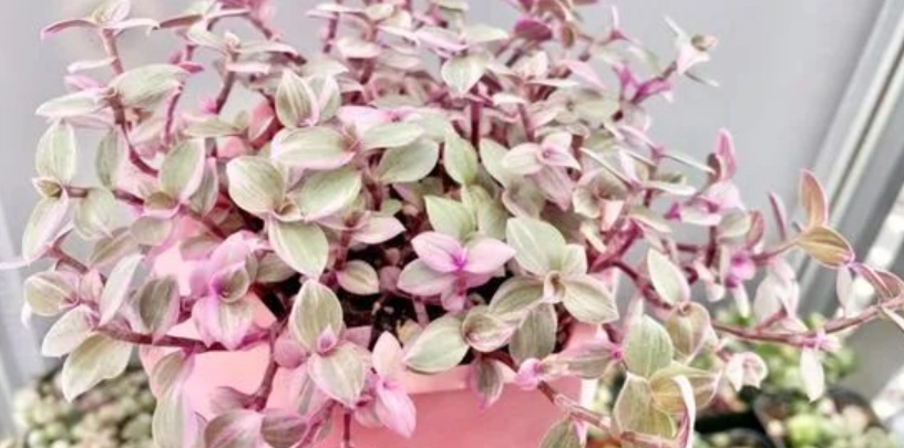 鋪地錦竹草照顧