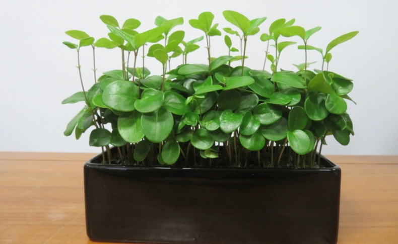 日本女貞造型修剪