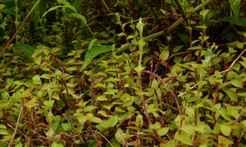 鋪地錦竹草種植