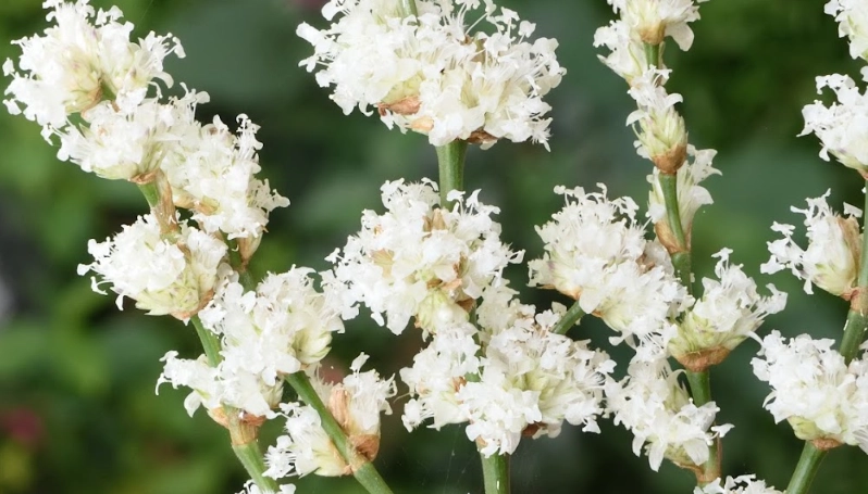 大葉錦竹草 照顧