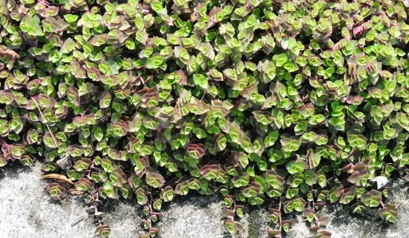 鋪地錦竹草病害