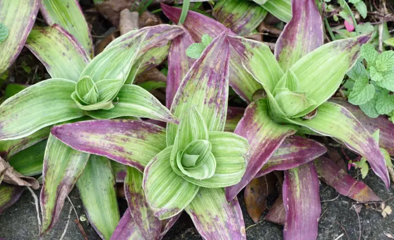 大葉錦竹草養護