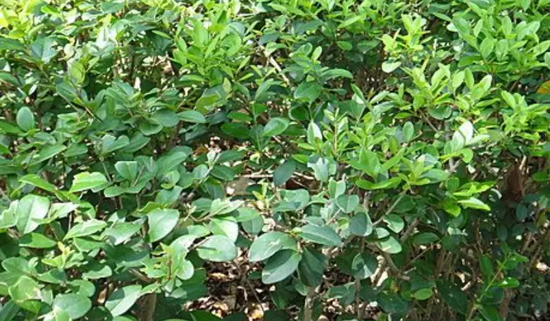 日本女貞種植注意事項