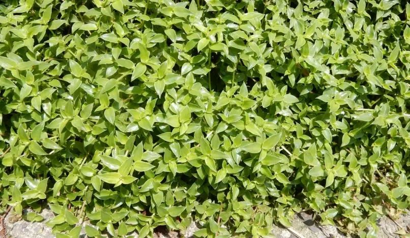 玲瓏草使用方式