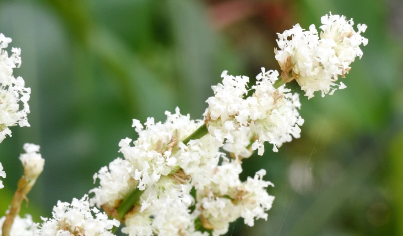 大葉錦竹草 照顧