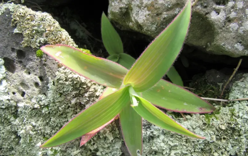 室內植物淨化空氣