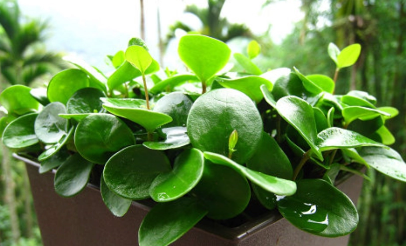 日本女貞造型修剪