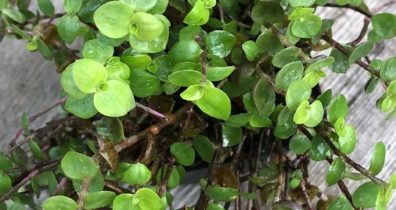 鋪地錦竹草種植