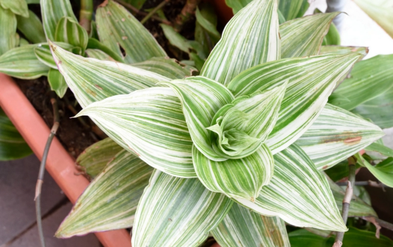 大葉錦竹草功效