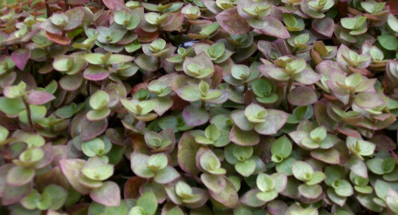 舖地錦竹草 繁殖