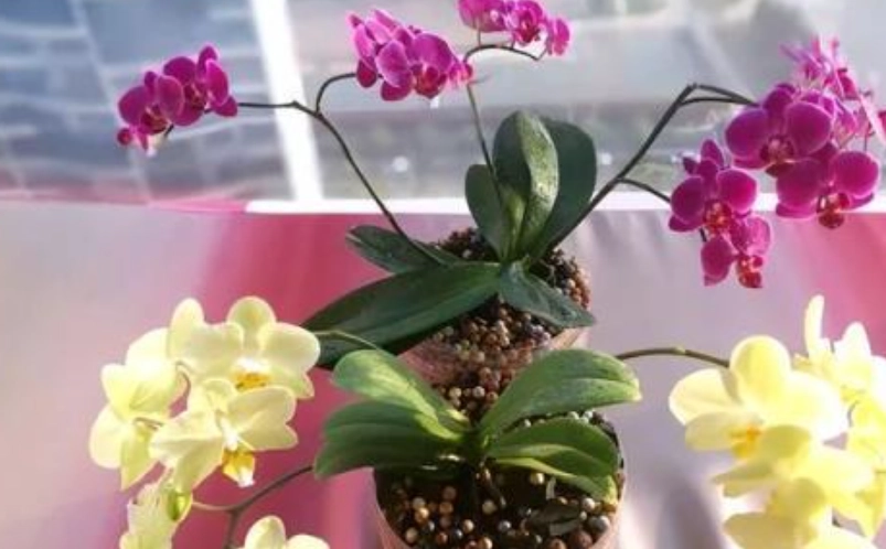 蝴蝶蘭 花期 施肥