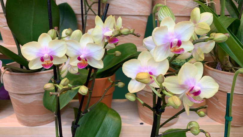 蘭花 施肥 時機