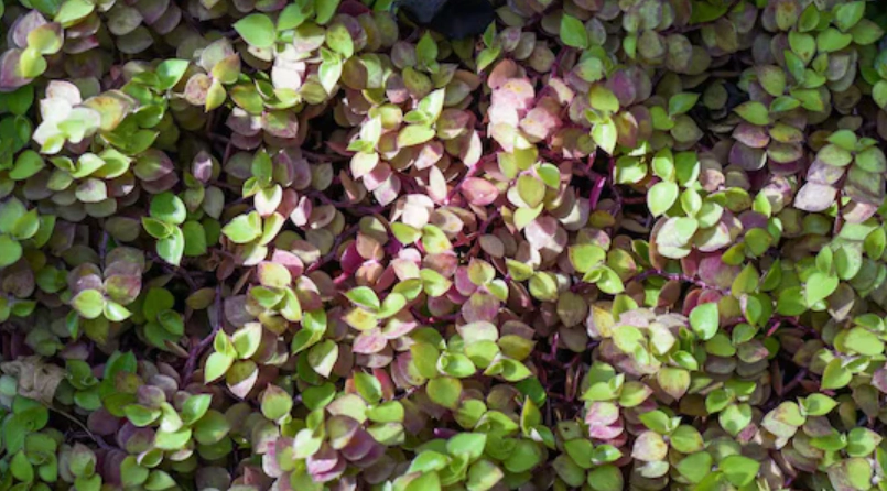 舖地錦竹草 繁殖