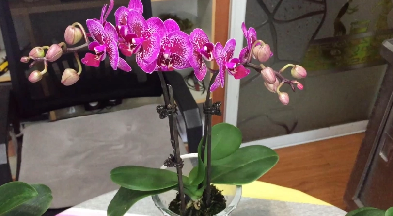 蘭花 施肥 時機